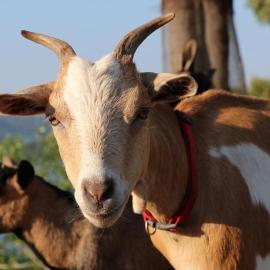 Amazi Land Home and Farm Stay, hotel a Kibuye