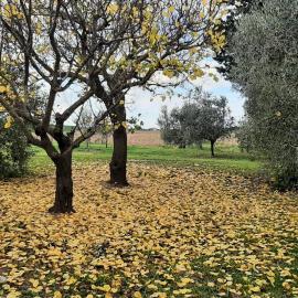Casale la Barca