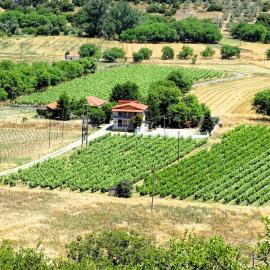 Gortsouli Vineyard House GVH Good Vibes Here