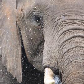 Bundox Explorer Camp, hotel u gradu Hoedspruit
