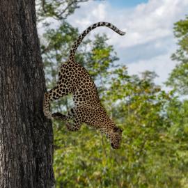 Makomkom Safaris
