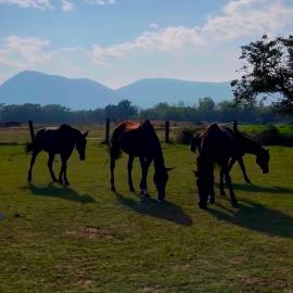 B&B Cascina Tavella - Farmhouse & Animals