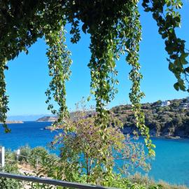 La bouganvillia à Érétrie, Ile d'Eubée, Grèce