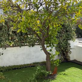 Orange Tree Private Home