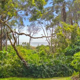 Driftwood on Home Beach - Absolute Beachfront