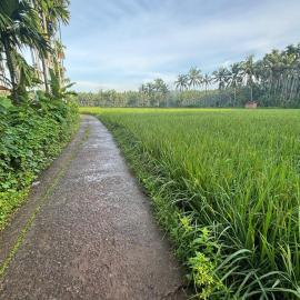 StayatPadyVillage
