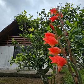 Bonita y Acogedora en Santa Elena Nanegalito, hotel 