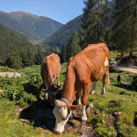 Il Ghiro Alpino