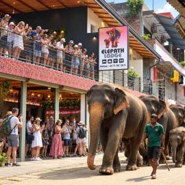 Elepath Lodge Pinnawala-Stay Where Elephants Walk to Bathe, отель в Пиннавеле