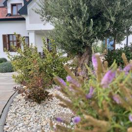 Villa Olea, hotell i Tihany