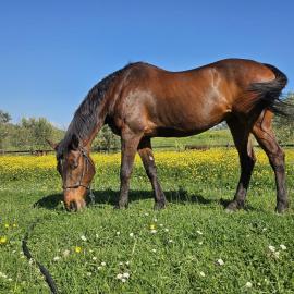 Tenuta Agricola Fonte Di Papa, hotel a Monterotondo