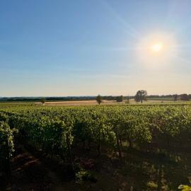 Villa among the vineyards โรงแรมใน Tassarolo