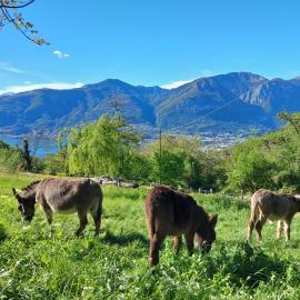 Il Quinto Gelso, hotel i Pisogne