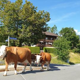 Evelyn – Haus Karwendel, Ferienwohnung