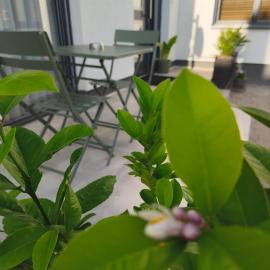 3 Zimmer Oase für Familien und Business
