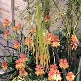Aloe Haven, Hotel in Lichtenburg