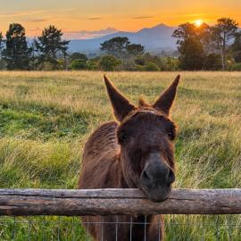 Fernhill Guest Farm