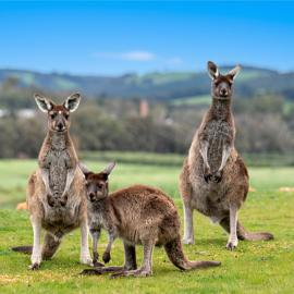 Brodie's Farm – hotel w mieście Nannup