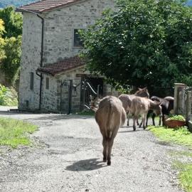 La caciaia di Bulcianella
