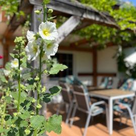 Naturjuwel mit Garten und Terrasse - Saxer Lücke