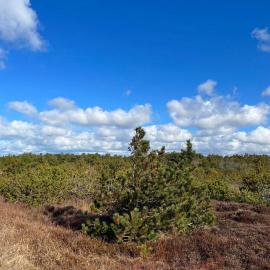 14 person holiday home in Ulfborg