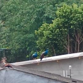Sri lanka Peacock View