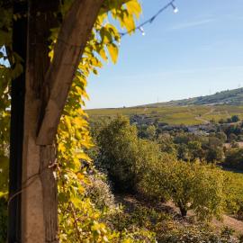 Cottage en vignoble