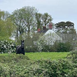Monmouthshire, Cozy Double room, beautiful garden,farmhouse location, private bathroom, Raglan