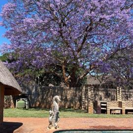 Mango Guest Lodge