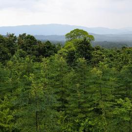 Farm stay in a coffee plantation, ξενοδοχείο σε Kodali