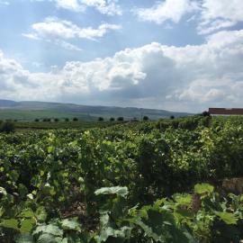 Wineyards House, hotel u gradu 'Turda'