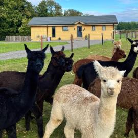 Alpaca Lodge