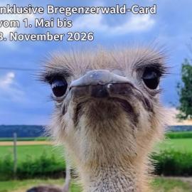 Blickfang Bregenzerwald: Langenegg şehrinde bir otel