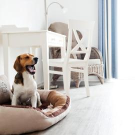 Hotel Pharisäerhof - DAS Hundehotel auf Nordstrand mit Restaurant und Café – hotel w mieście Nordstrand
