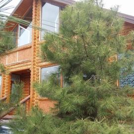 Villa Mango, hotel in Vylkove