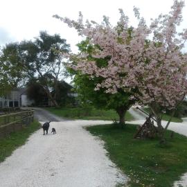 The Swallows Guest House