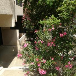 Pericles Studios, hotell sihtkohas Agía Marína Aegína