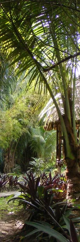 Cohune Palms River Cabanas, Hotel in Bullet Tree Falls