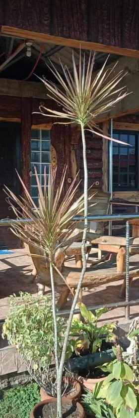 Vievan's transient house, Hotel in Alaminos