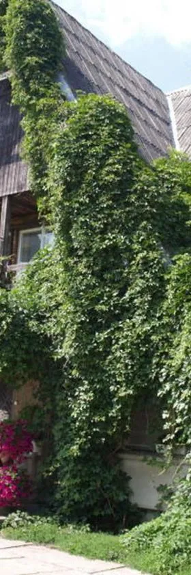 Upmaļi, Hotel in Tērvete