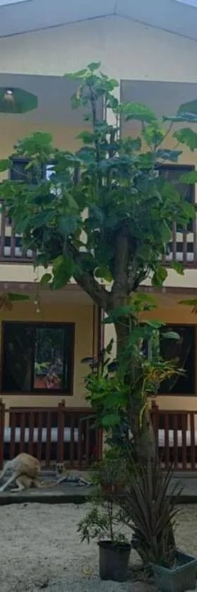 Kiarra Krisxia Lodge, Hotel in El Nido