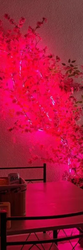 Sakura House, Hotel in Carrillo