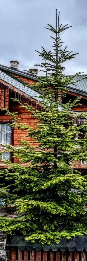 Forest House, Hotel in Jassinja