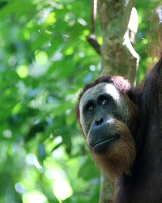 Ida Guest House & JUNGLE TREKKING
