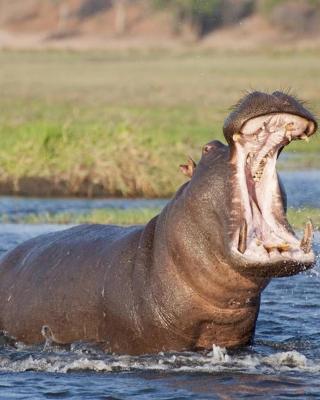 Kosi Bay Hippo Lodge & Resort