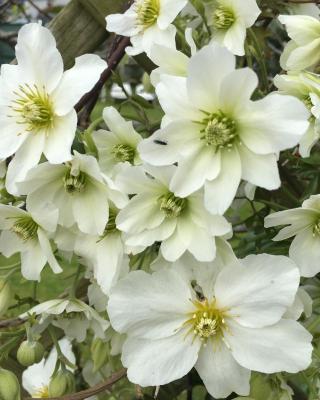 Clematis House Gloucester Road