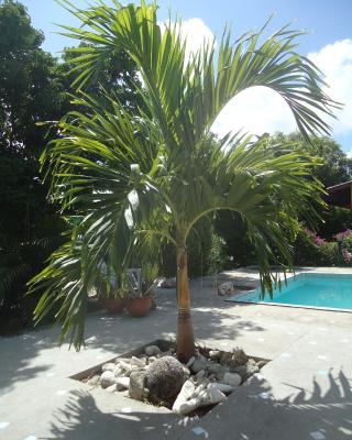 Happy Turtle Apartments