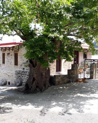 Traditional House Koukounara