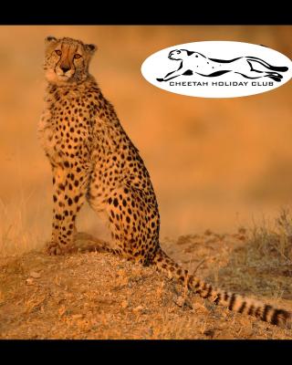 Cheetah Holiday Club