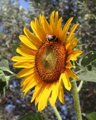 Sunflower